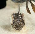 Bizarre Walliserops Trilobite - #4265-9